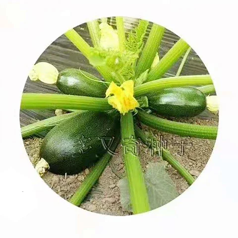 墨珠西葫芦种子长椭圆形墨绿色西葫芦种子角瓜种子短蔓瓜种子 墨珠西葫芦种子长椭圆形墨绿色西葫芦种子角瓜种子短蔓瓜种子
