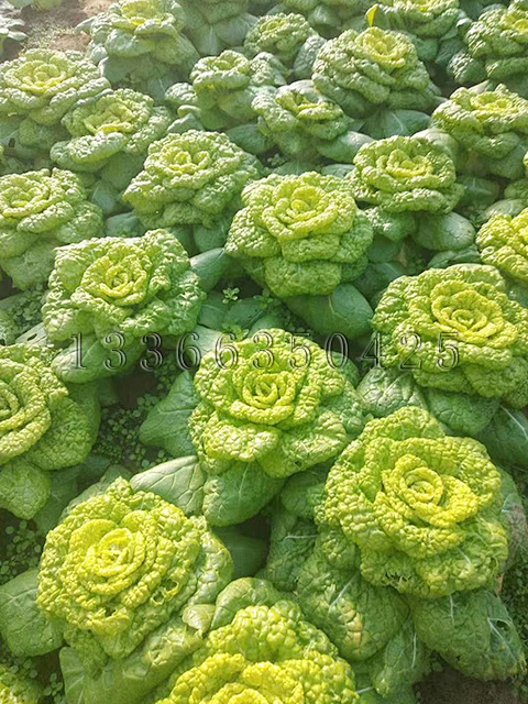 黄菊花白菜种子黄心乌塌菜种子秋播蔬菜种子秋播黄心白菜种子