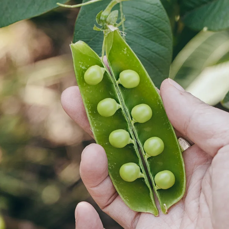 沐春膳 高原带荚豌豆清甜嫩顺丰包邮3斤装 沐春膳 高原带荚豌豆清甜嫩顺丰包邮3斤装
