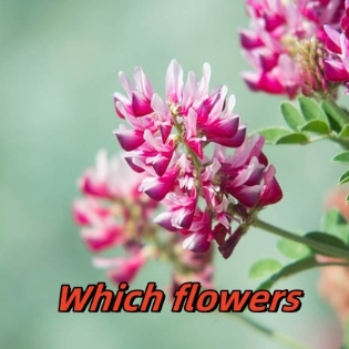 Which flowers