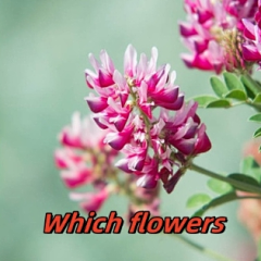 Which flowers