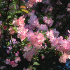 florareps