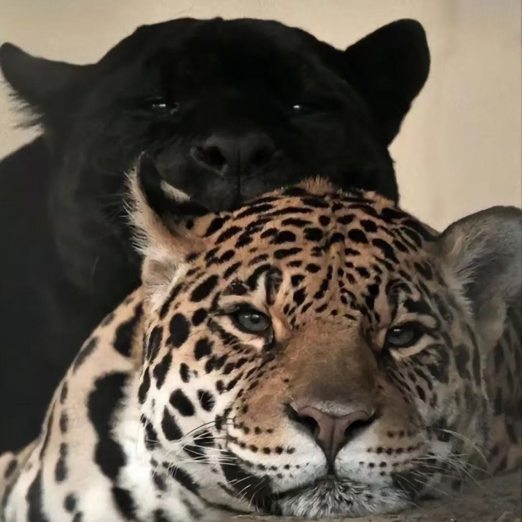 Quality store🐆