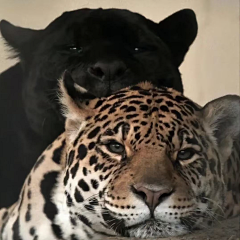 Quality store🐆