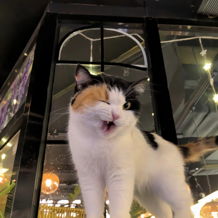 The Kitten's Treasure Shop