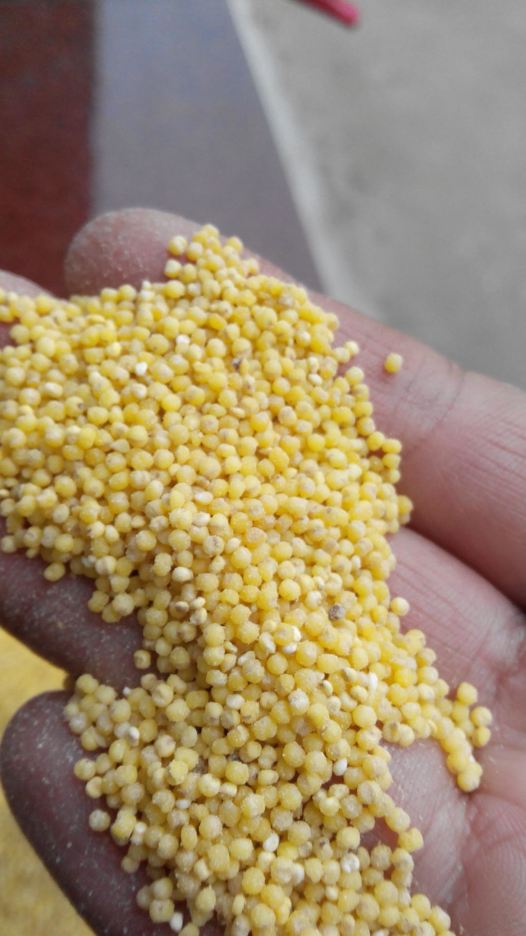 新鲜小米,纯天然,本年度新产