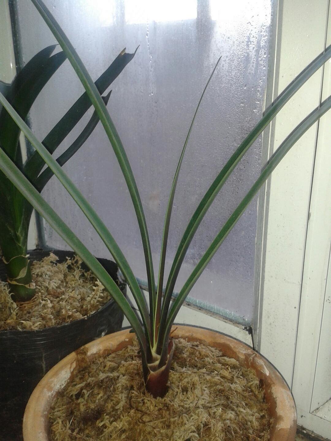 8年生奇异君子兰