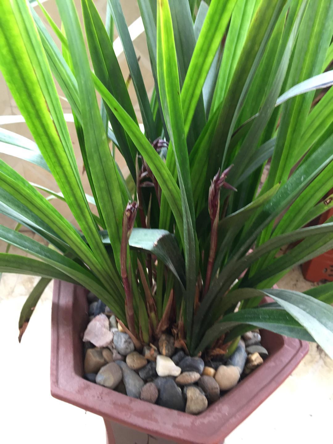 精品墨兰 带七个花箭