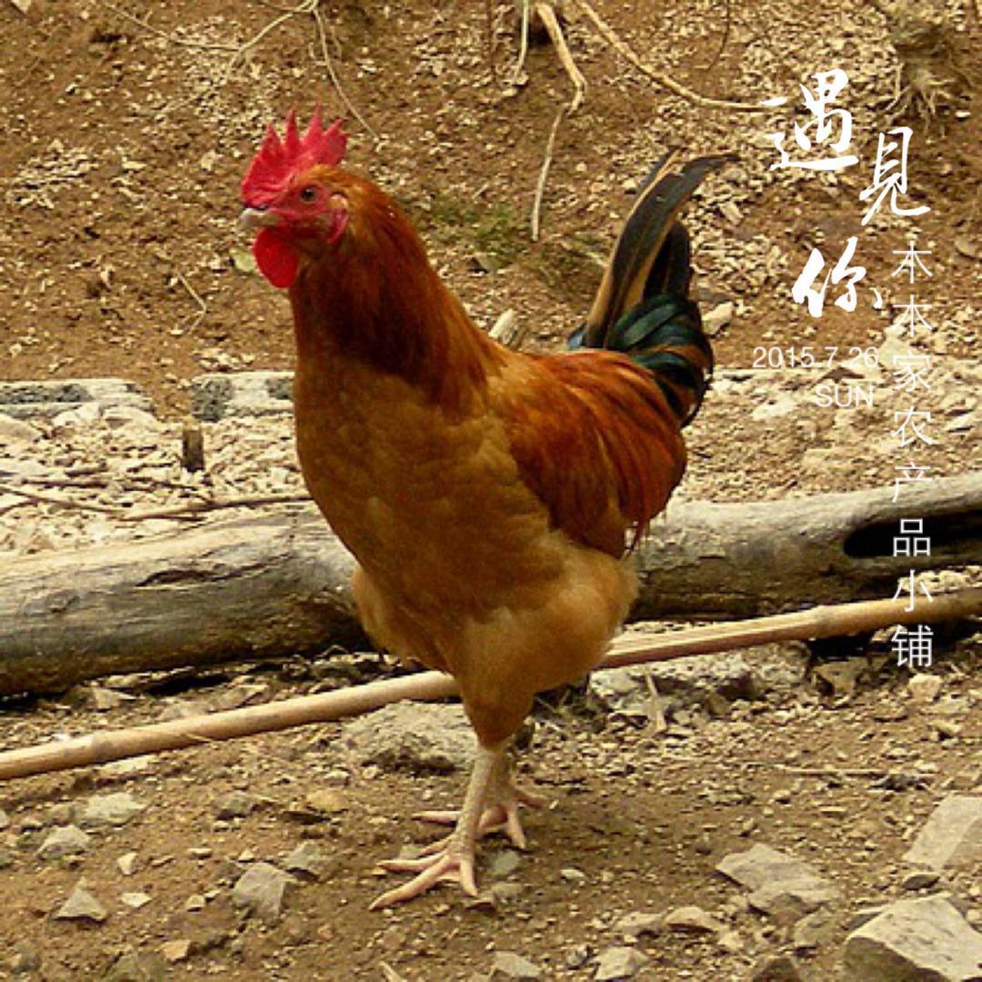 自家散养童子鸡【1只】木木家农产品小铺 | 新鲜现杀 | 江浙沪满两只