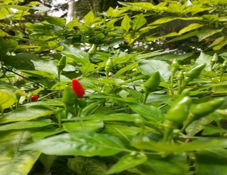 海南原产地新鲜野生小米椒红辣椒无公害蔬菜天然绿色健康2份起拍