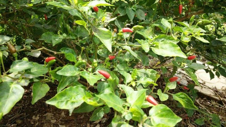 海南原产地新鲜野生小米椒红辣椒无公害蔬菜天然绿色健康2份起拍