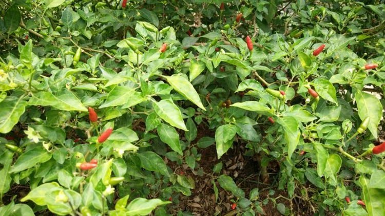 海南原产地新鲜野生小米椒红辣椒无公害蔬菜天然绿色健康2份起拍