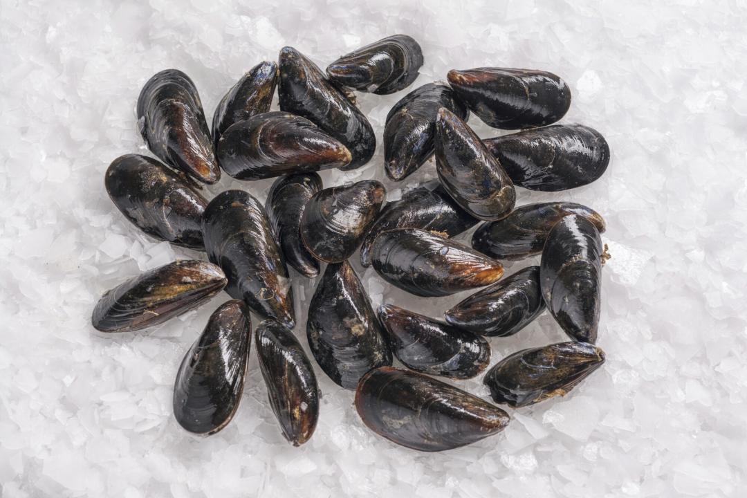 法国鲜活蓝贻贝