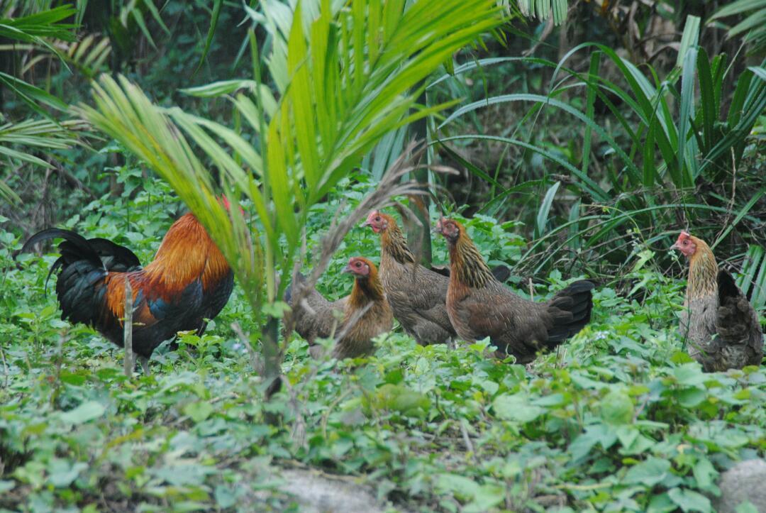 海南山鸡 母山鸡 【售岛内】包邮