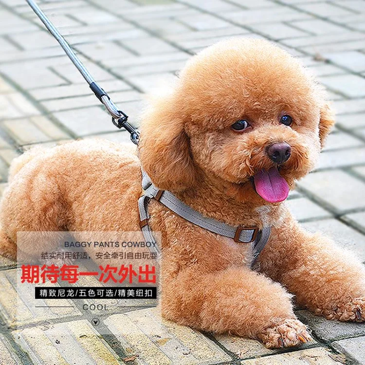 毛小汪小布布狗狗牵引绳胸背带项圈遛狗绳泰迪金毛狗链子中型小型犬宠物用品 毛小汪小布布狗狗牵引绳胸背带项圈遛狗绳泰迪金毛狗链子中型小型犬宠物用品