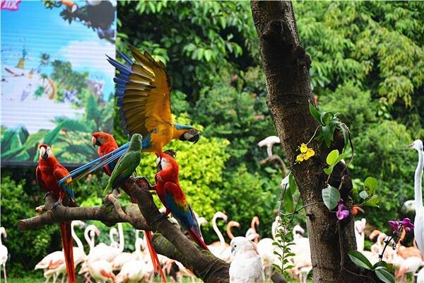 广州长隆飞鸟乐园