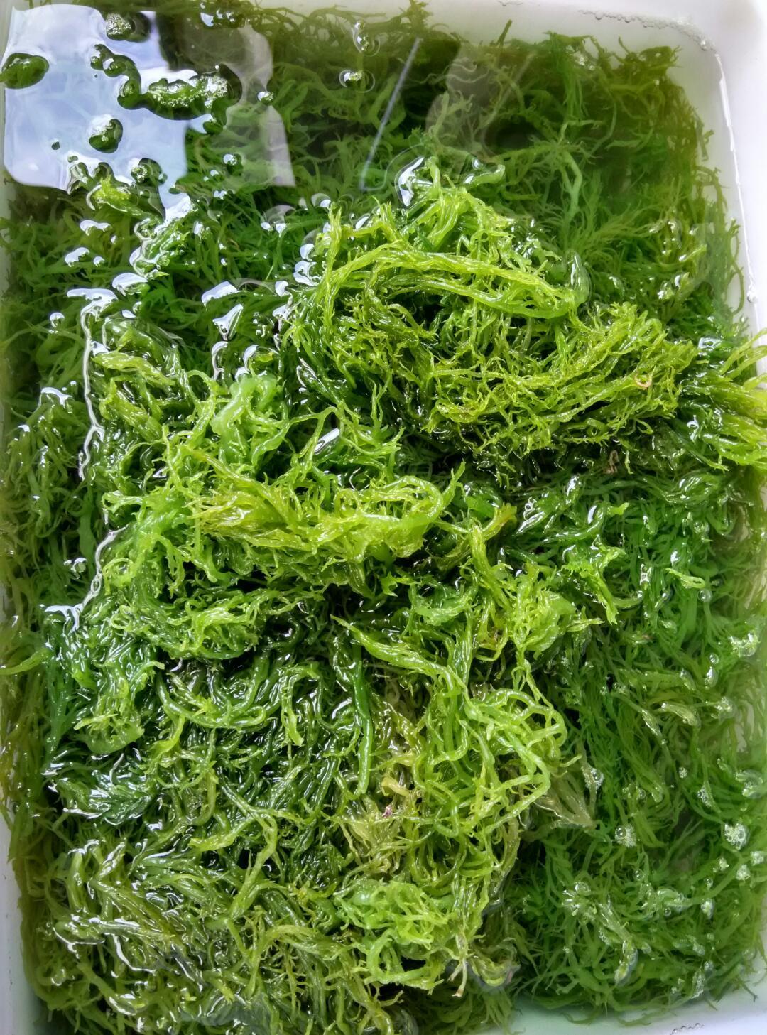 龙须菜 天然海洋蔬菜,又名海发菜