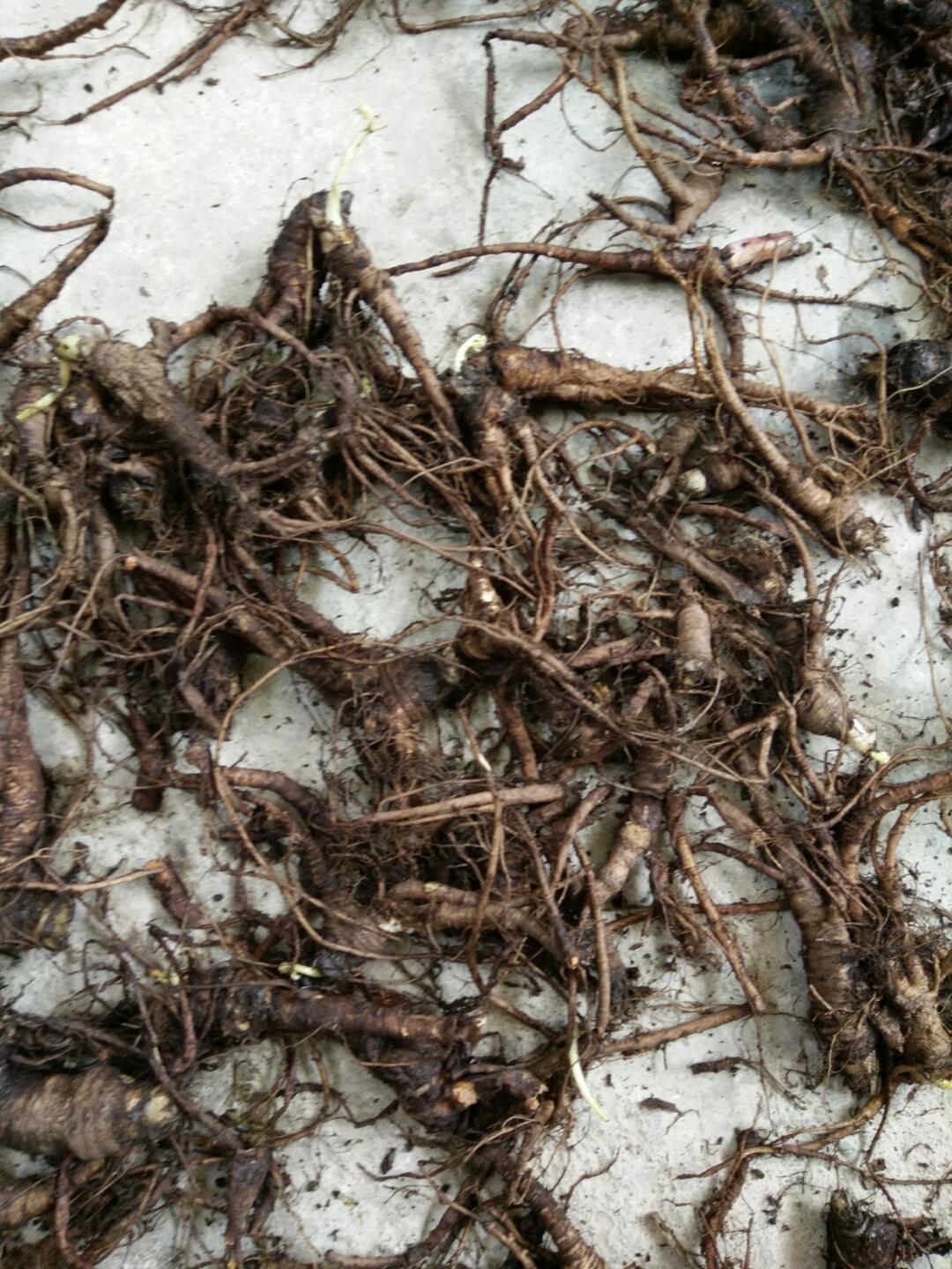 野当归 ,正宗野生当归