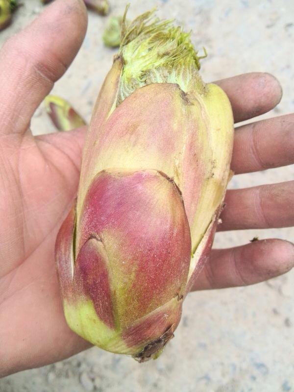 甘肃陇南南河乡山野菜(乌龙头)