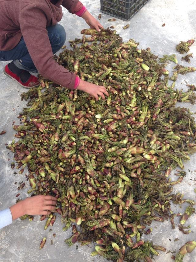 甘肃陇南南河乡山野菜(乌龙头)