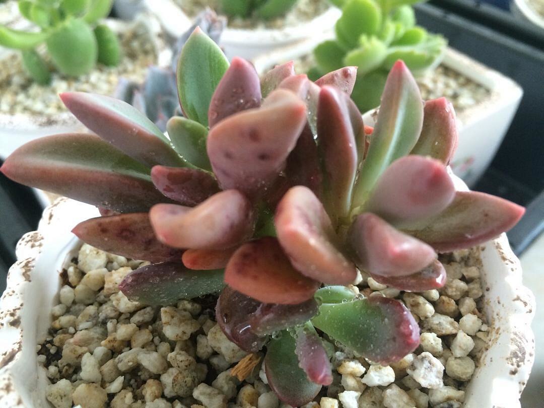 浦蒲多肉花园 出品:韩国进口 紫馨