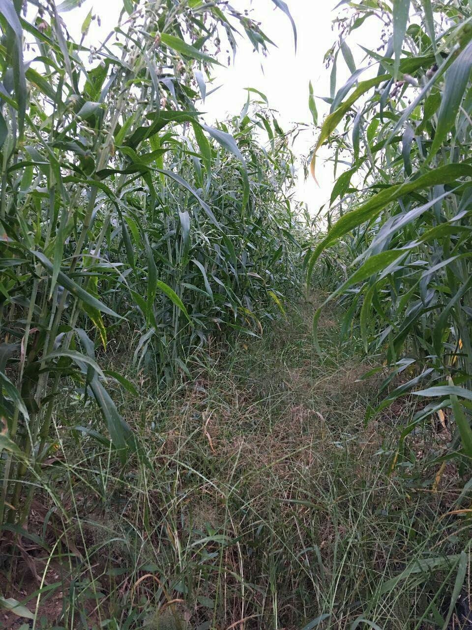 薏米的营养价值