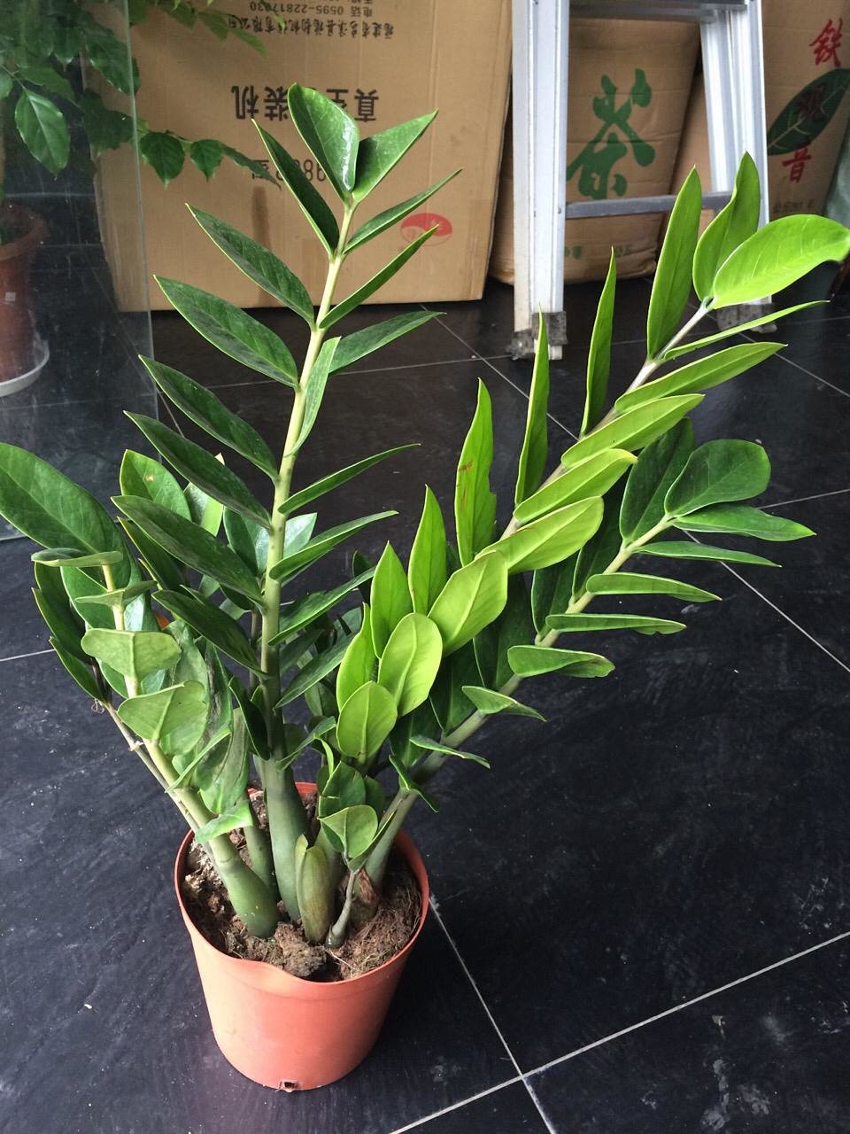 小金钱树不带盆