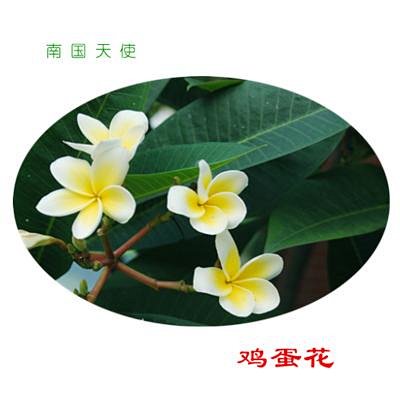 南国天使 鸡蛋花