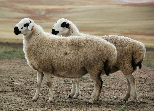 达茂草原羊领养计划 为了让更多身处都市的人们体验