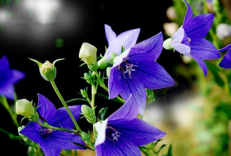 桔梗—朝鲜族特色菜(单位:250克)