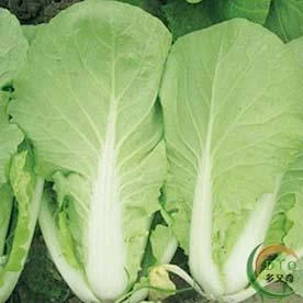 快菜6号白菜种子 小白菜种子速生高产蔬菜种子 快菜6号白菜种子 小白菜种子速生高产蔬菜种子