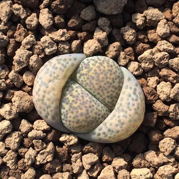  一物一拍>碧琉璃 7号 3年 生石花 屁股花 pp花 多肉植物