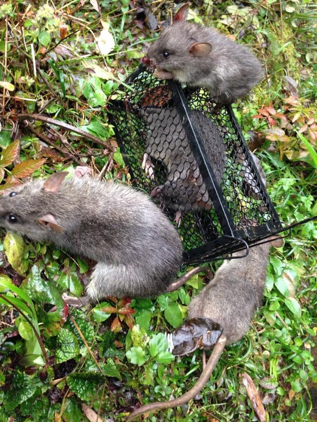 高山特色山鼠,无毒无公害绿色食品