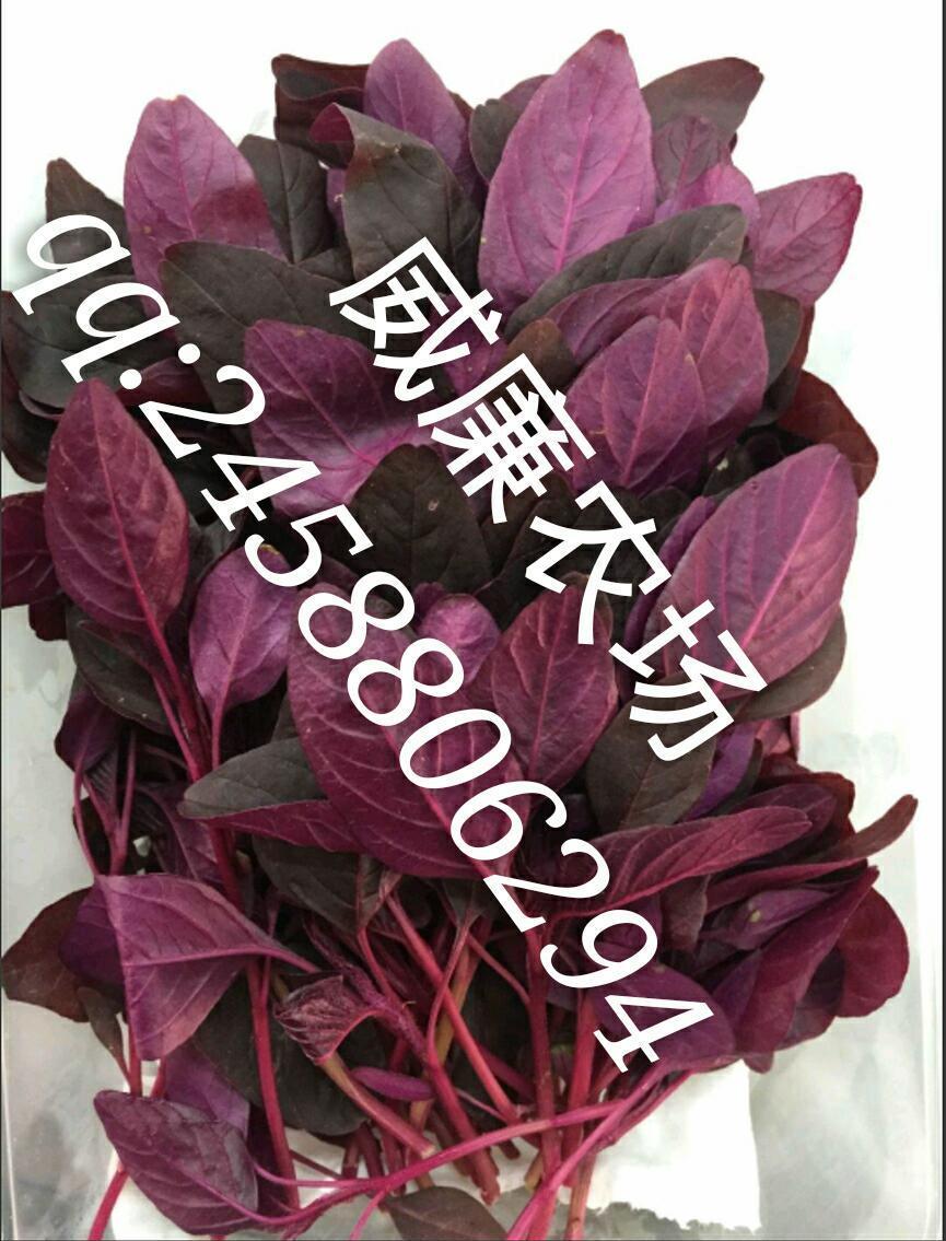baby amaranth-red 迷你安曼红 ,20g/盒 不包邮