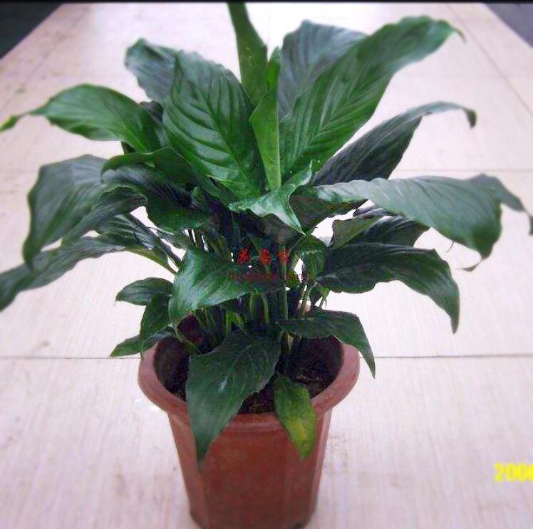 白掌别名苞叶芋,银苞芋等,每种花卉都有它的功效与作用,都有它独特的