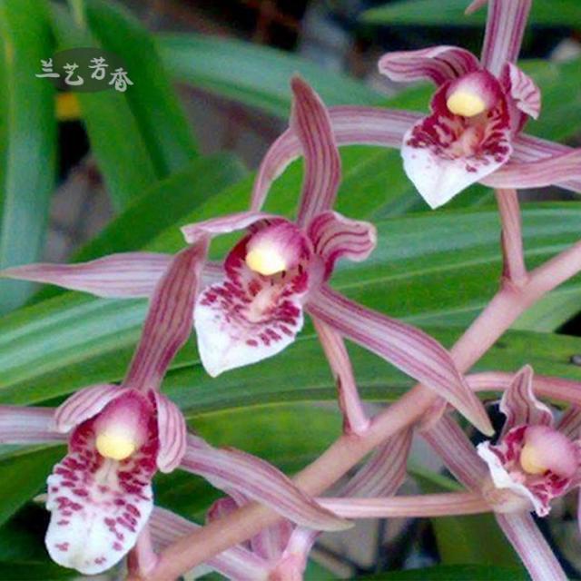 兰花阳台室内盆栽花卉绿植墨兰--幸姬