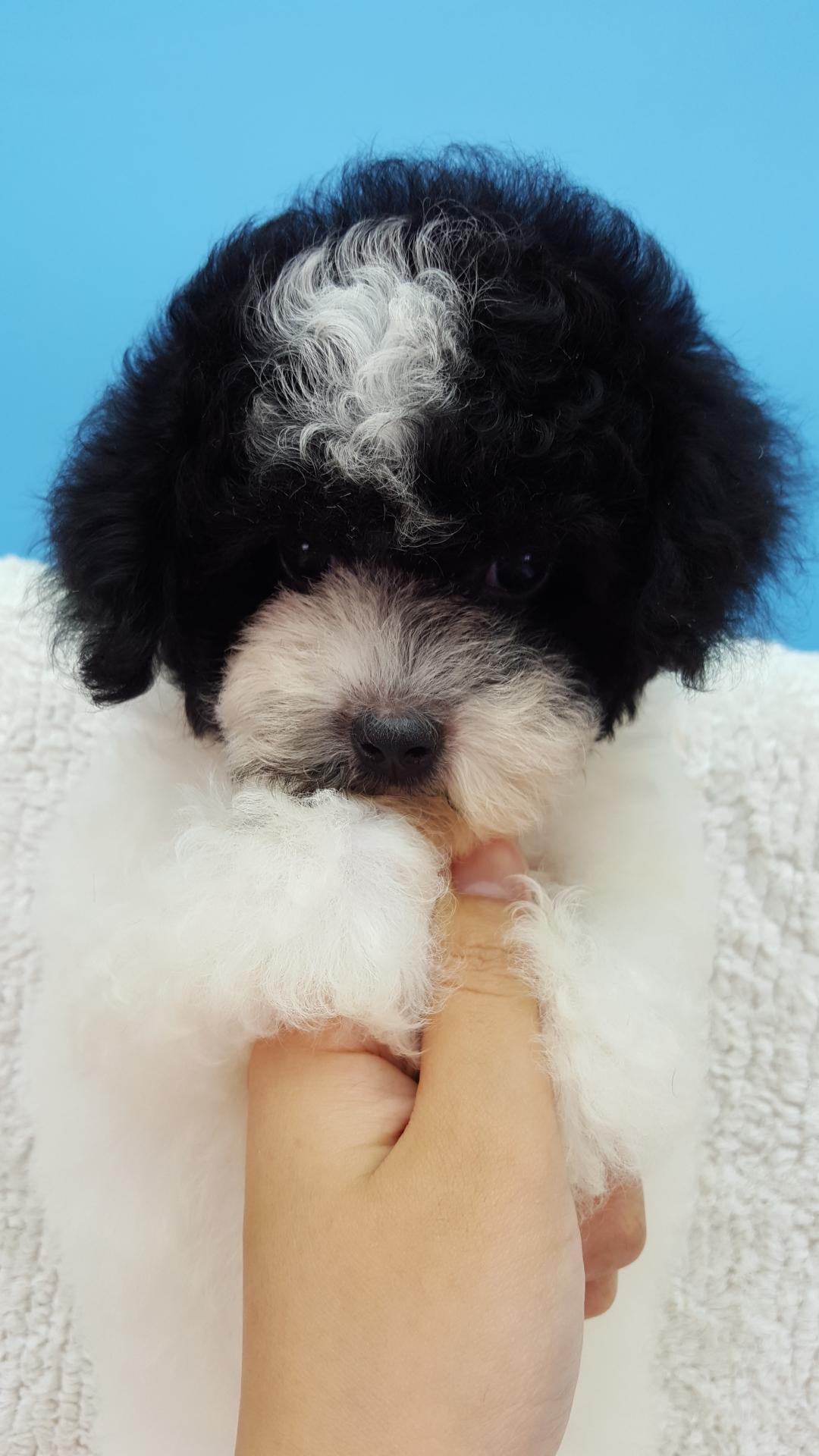 (已售/7-10/)246666a1-6-5160501ce4;性别:男;品种:黑白花贵宾犬;(父