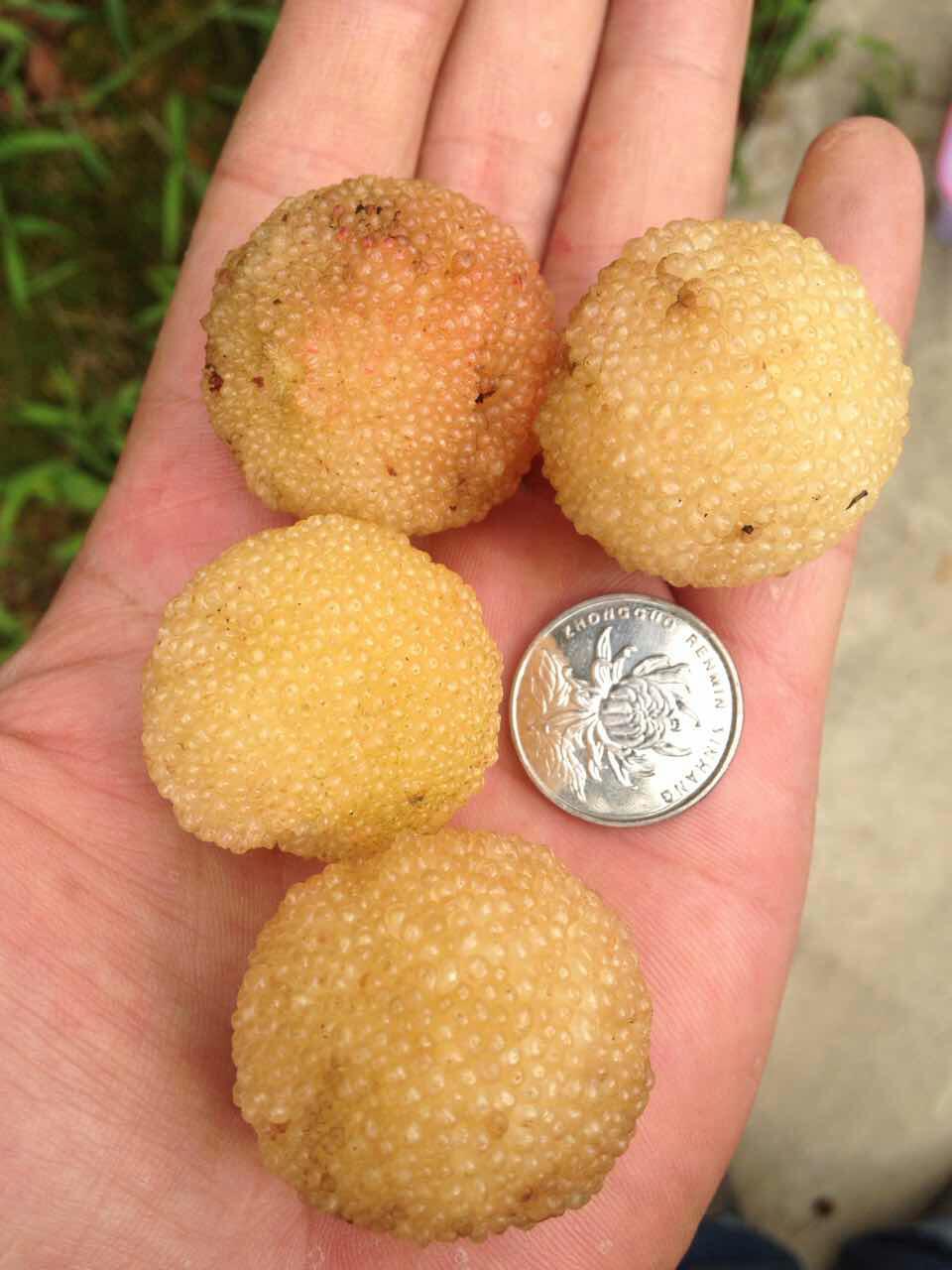 "元昊推荐",上虞二都真山杨梅水晶白杨梅烧酒, 1.25kg/瓶—1.