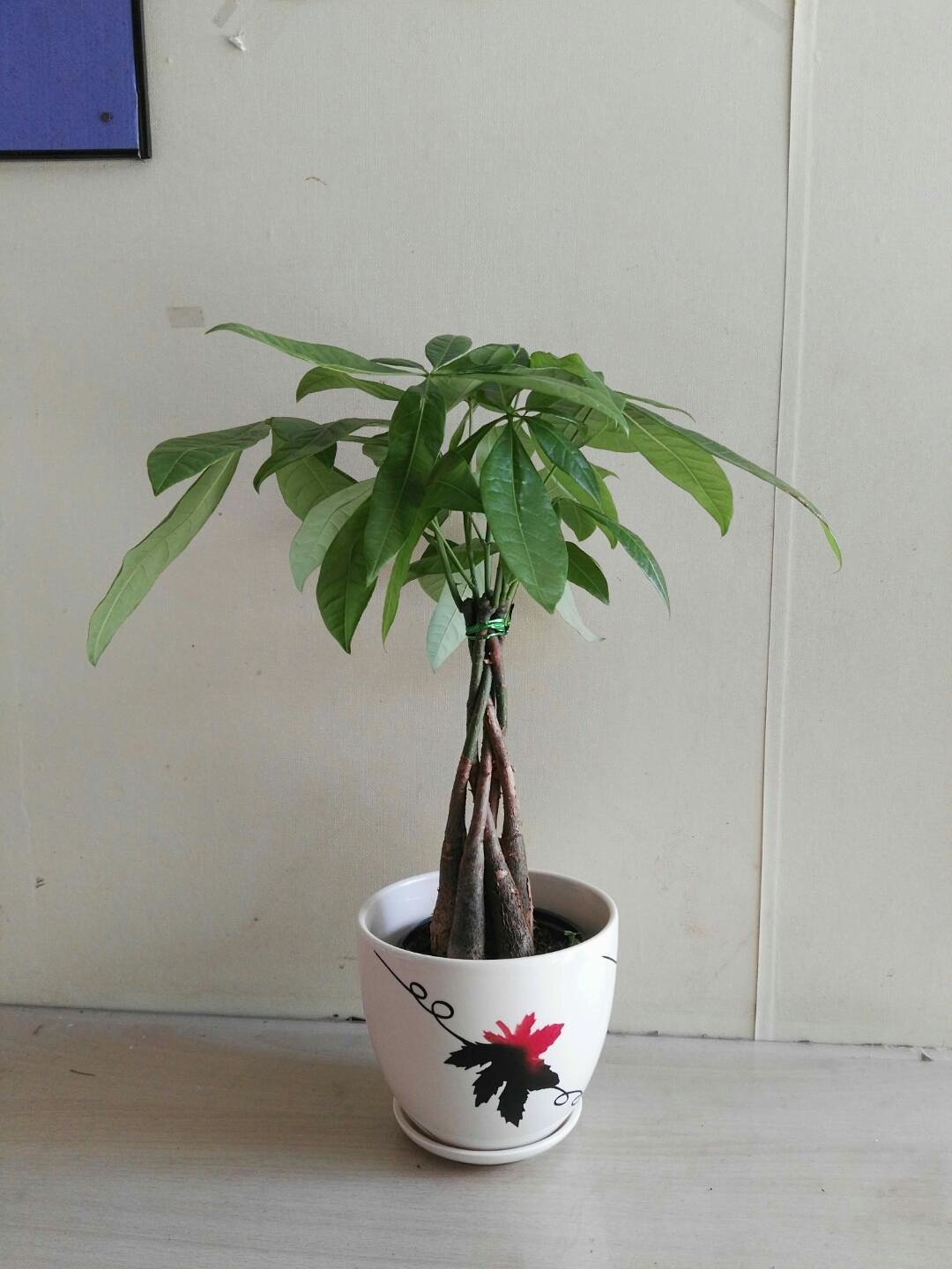 小五辫发财树 发财树为多年生常绿灌木,性喜温暖,湿润,向阳或稍有疏荫