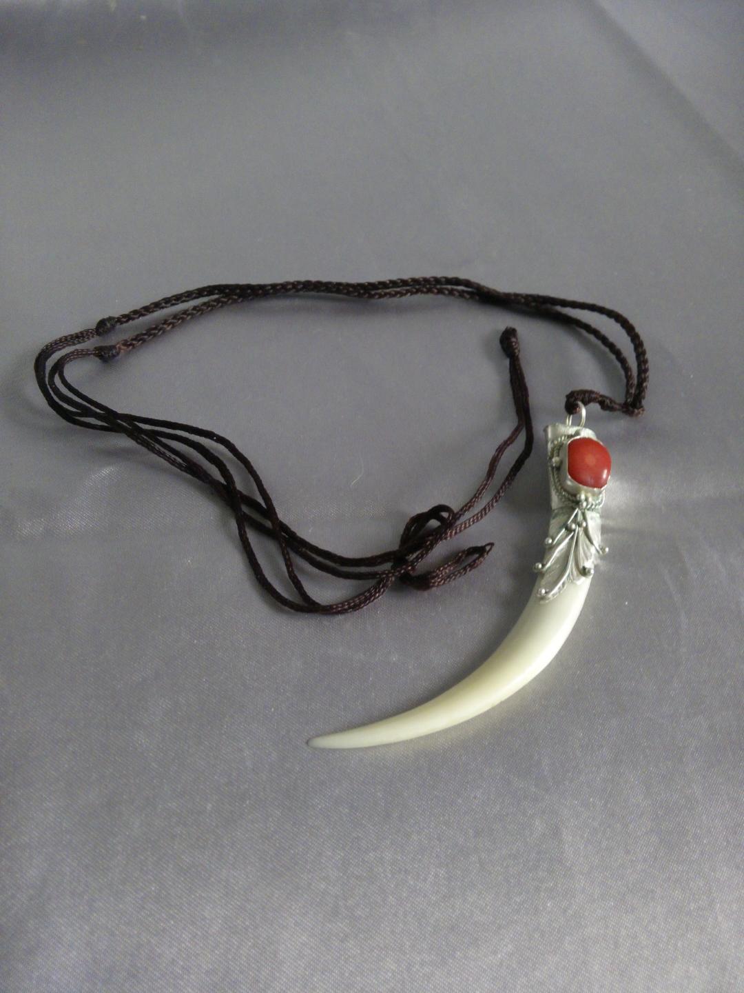 香格里拉獐子牙(孤品)