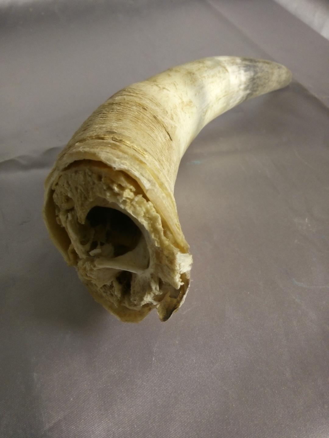 西藏野牦牛角,(孤品)