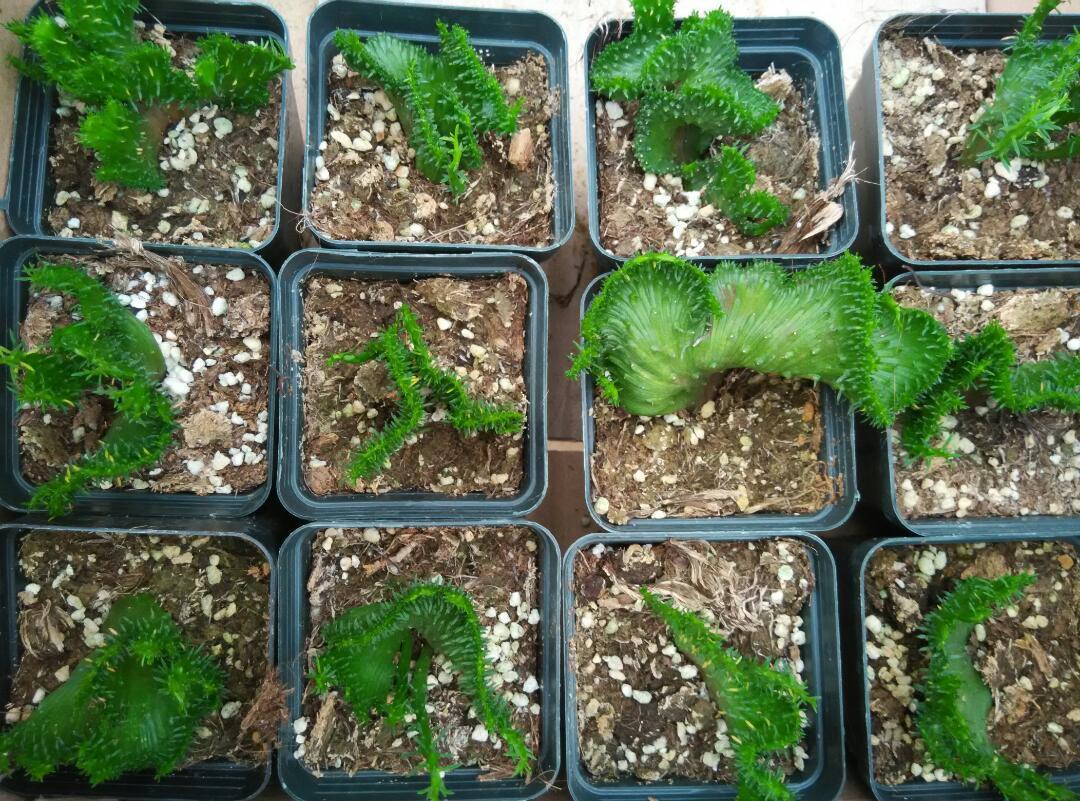 孔雀之舞 多肉植物 大戟科