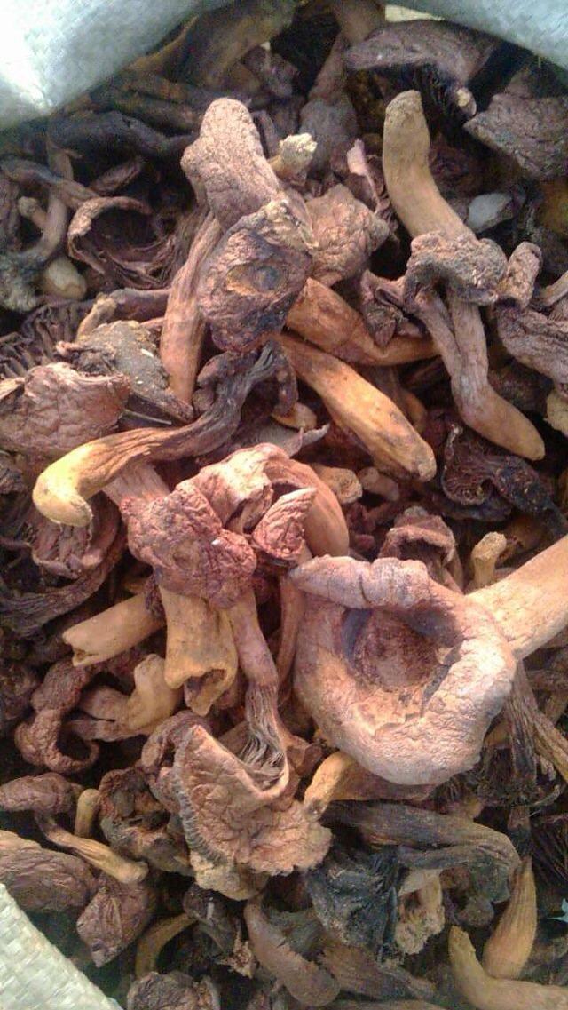 松伞蘑生于松树林中地上,与松树形成外生菌根,群生,散生或单生