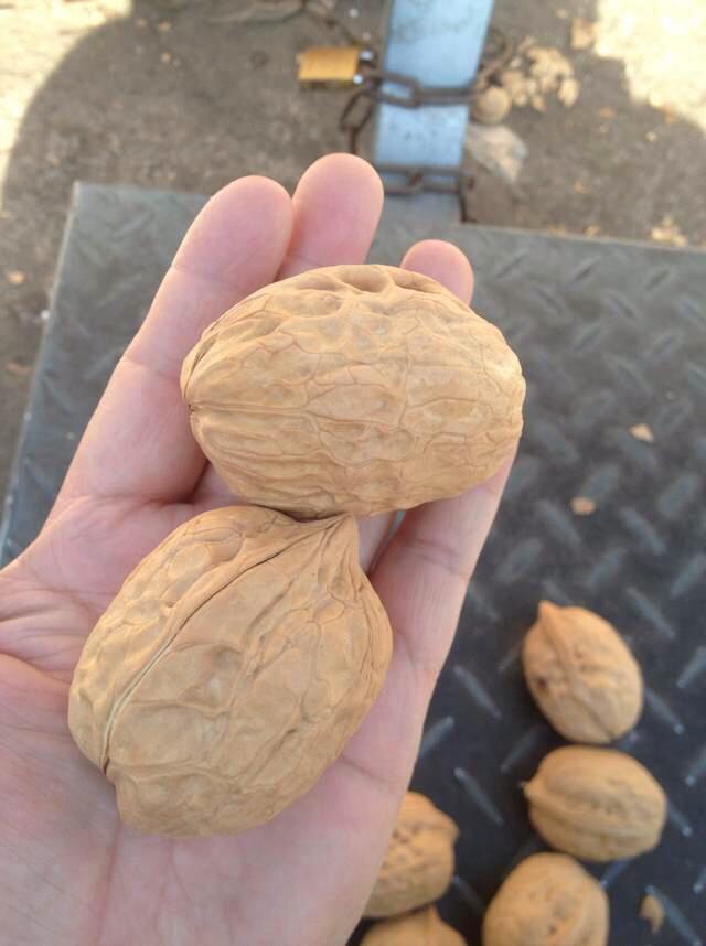 核桃它爷爷,核桃王500g