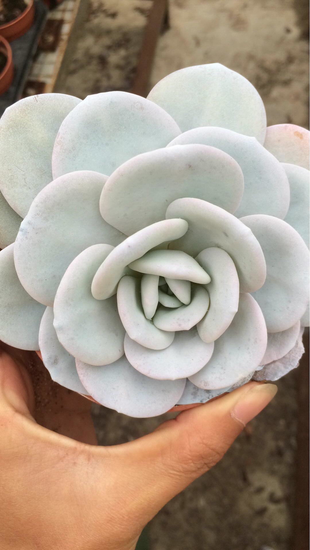 雪莲 多肉植物 多年生 单棵10公分以上 荷兰进口 大棚直采包邮 脱土