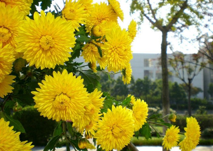 待到重阳日 还来就菊花