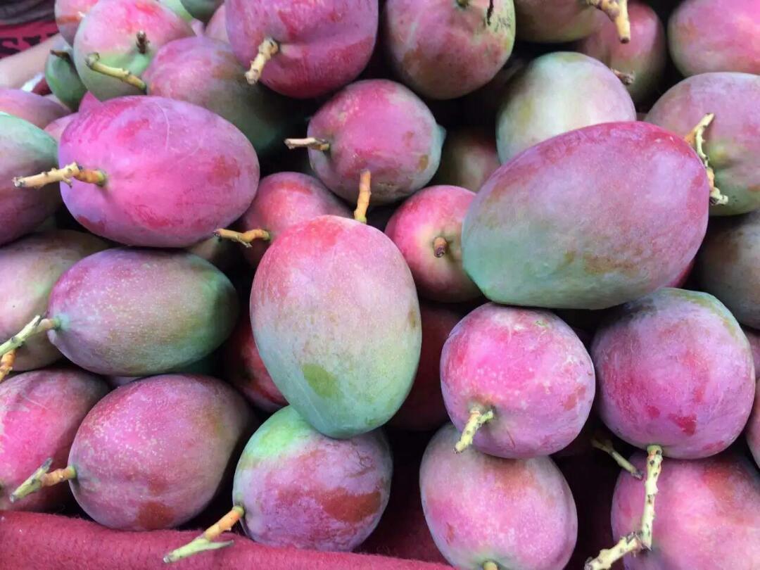 攀枝花吉禄芒果10斤一件