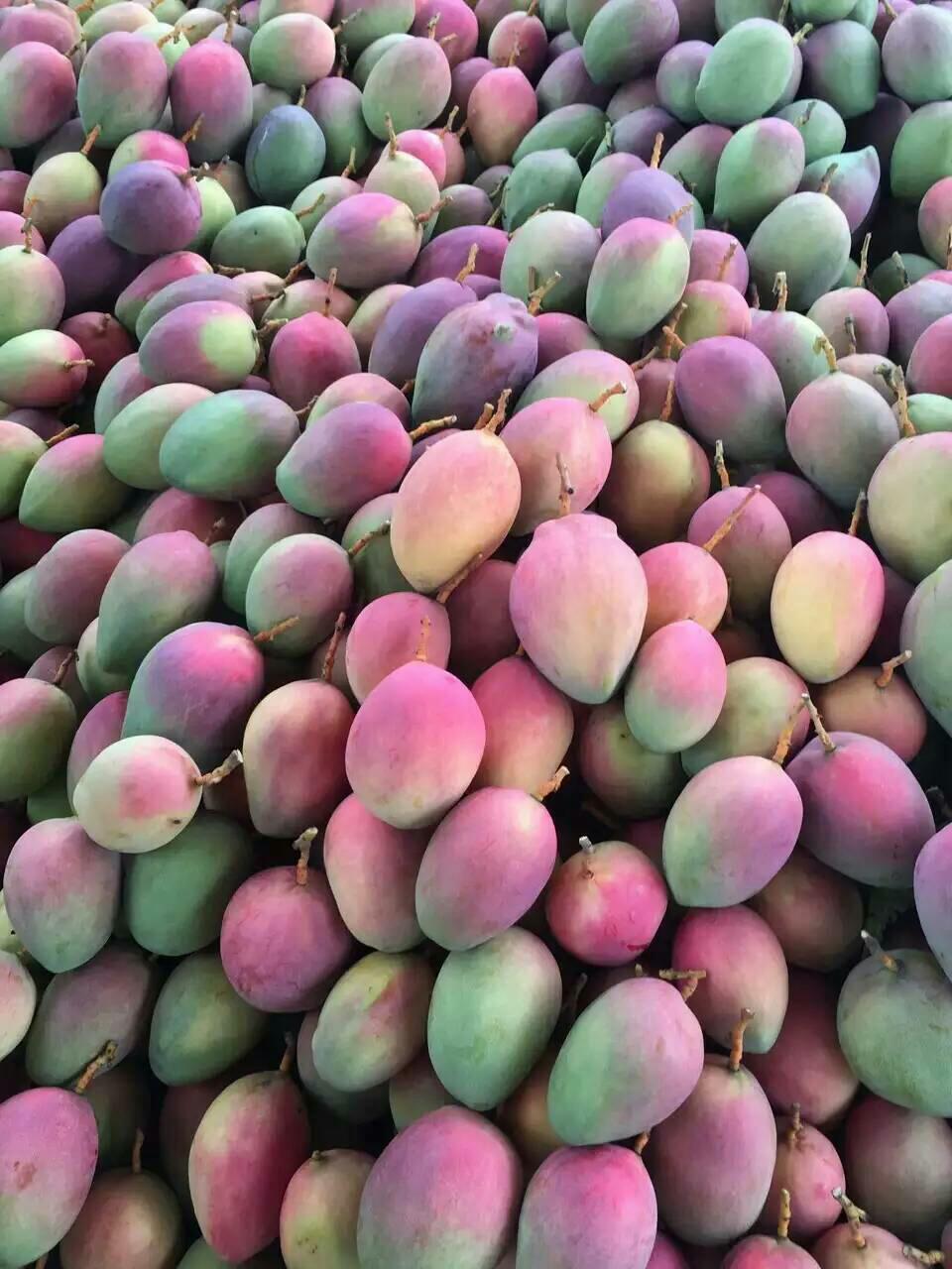 攀枝花吉禄芒果10斤一件