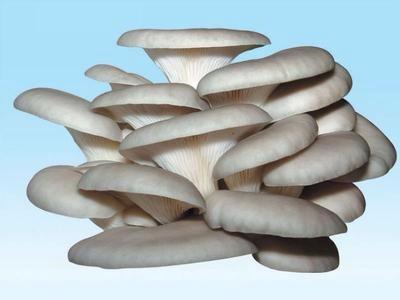 平菇 产品以"两"计算 免费送货 绿色食品 放心食品 图片仅为参考 实物