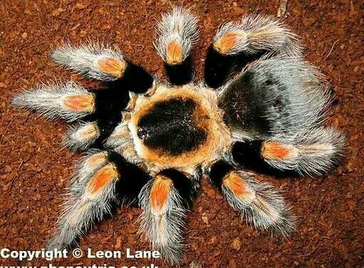 【推荐】墨西哥橙膝头/橙脚 捕鸟蛛/蜘蛛/蜘蛛团 6-7l 2.5cm